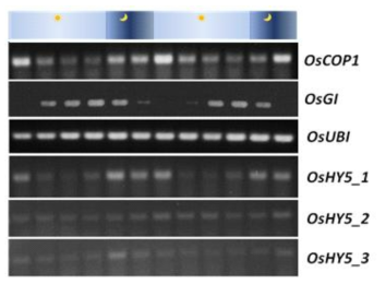 광조건과 암조건에서의 HY5 발현량 변화
