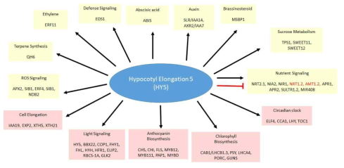 Hypocotyl elongation5 유전자의 쌍자엽 모델식물 애기장대에서의 역할