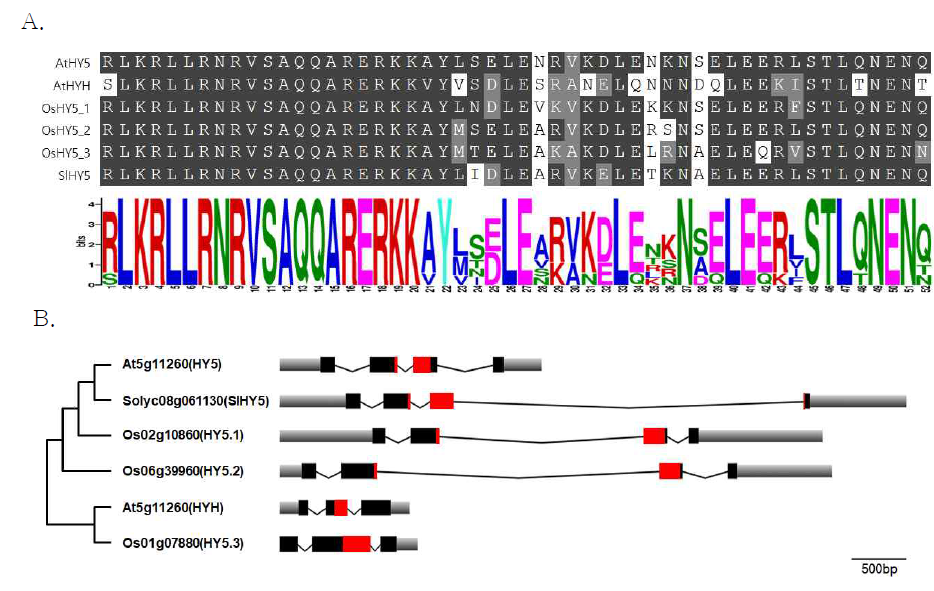 A. bZIP domain의 유사도를 Arabidopsis, 벼, 토마토에서 비교. B. bZIP 전사인자 인 HY5와 homologous를 갖는 유전자를 Arabidopsis의 아미노산으로 탐색하여 phylogenetic tree를 작성. 붉은박스: bZIP domain