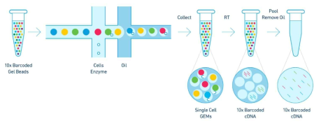 단일세포 전사체 분석을 위한 단일 세포 분리 방법