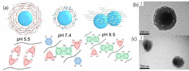 (a) 카테콜-히알루론산 입자 pH 에 따른 변화 및 이를 이용한 (b) 코어쉘 입자와 (c) 할로우 입자