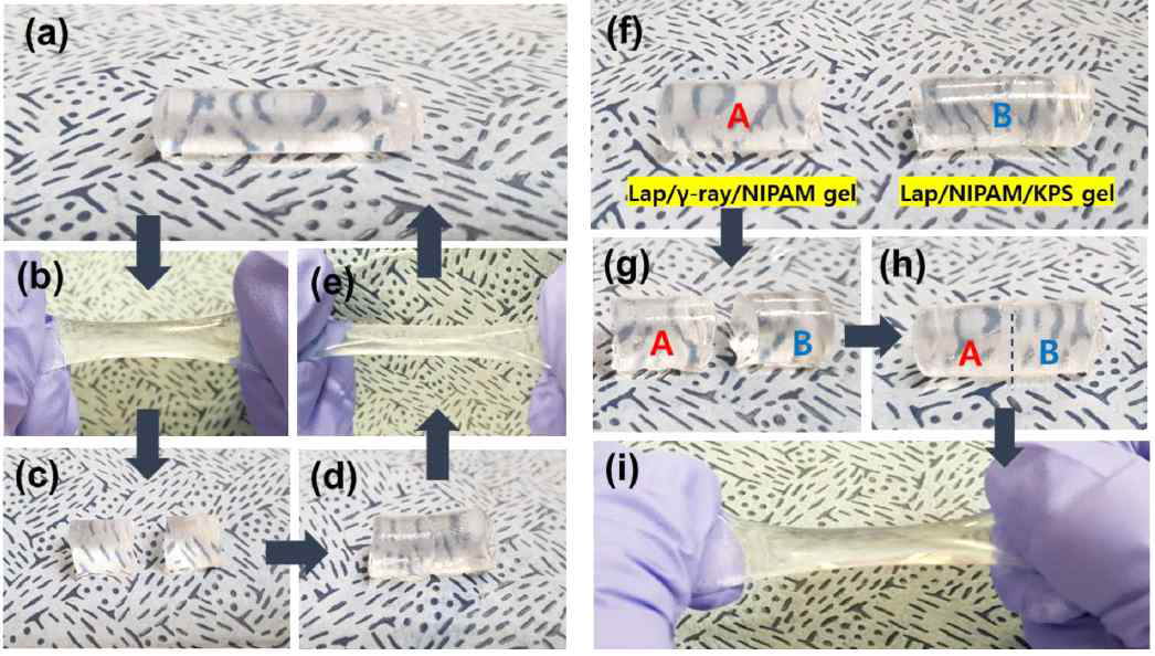clay/NIPAM 수화겔의 자가치유 (a)단일 복원: 감마선의 단계적 합성 (b)이종 복원: 감마선 단계적 합성과 화학적 합성