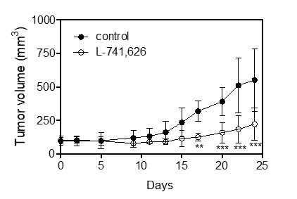 암줄기세포유사세포로부터 누드마우스에 형성된 종양 성장에 대한 L-741,626의 활성
