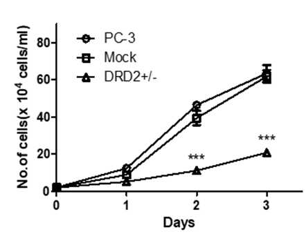 DRD2+/- PC-3 세포와 wild type PC-3 세포의 성장 비교