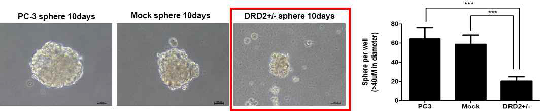 wild type PC-3 세포와 DRD2+/- PC-3 세포에 의해 형성된 sphere 형성능 비교