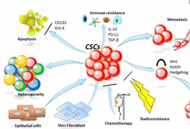 암줄기세포의 특성(자기재생, 전이능, 면역회피, 방사능/약제 내성 등)