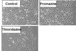 Thioridazine에 의한 암줄기세포 형태 변화