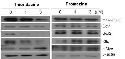 Thioridazine에 의한 암줄기세포의 다능화 인자 감소