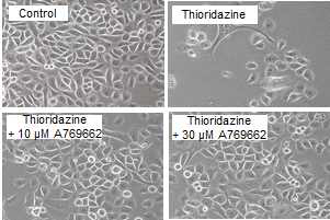 AMPK 활성화제에 의한 Thioridazine의 암줄기세포 분화유도 차단