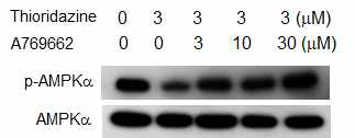 AMPK 활성화제에 의한 Thioridazine의 AMPK 인산화 억제의 역전