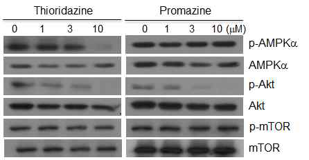 Thioridazine에 의한 AMPK 인산화 억제