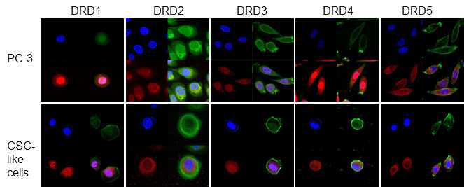 PC-3 세포주와 PC-3 유래 암줄기세포유사세포에 존재하는 DRD1~DRD5 도파민수용체 아형의 존재