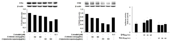 감태와 불레기말 추출물에 의한 estrogen receptor-α, -β의 단백질 발현량 감소 효과(왼쪽) 및 감태 에탄올 추출물의 기존에 알려진 소재와의 농도별 비교 효능평가