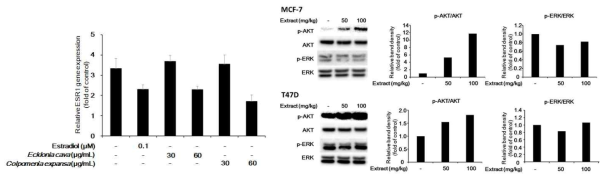 감태와 불레기말의 에스트로겐 신호전달을 통한 ESR1 유전자 억제 효과(좌), MCF-7 및 T47D 세포에서 AKT 및 ERK 인산화에 대한 불레기말 추출물의 효과(우)