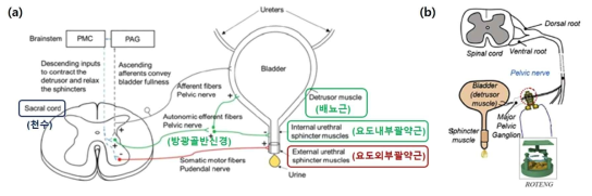 (a) 방광 및 방광신경의 생리학적 모식도 (b) 배터리 없는 방광신경 자극기 모식도