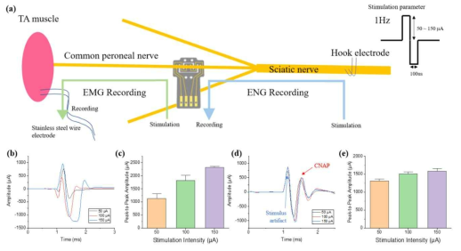 SMP 더블클립인터페이스의 신경신호 기록 및 자극 성능평가 (a) 좌골신경 분기인 총비골신경에서의 동물실험 모식도 (b) 신경자극을 통해 수축된 TA 근육신호 (c) 자극파라미터에 따라 자극된 TA 근육신호 (d) 좌골신경자극을 통해 유도된 총비골신경신호 (e) 자극파라미터에 유도되어 기록된 총비골신경신호