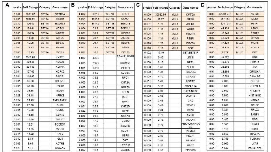 FLAG:SET1A, FLAG:SET1B, FLAG:MLL1과 FLAG:MLL2 세포주들을 이용한 IP-MS 결과. (A) FLAG:SET1A 세포주의 결합후보 단백질 표. (B) FLAG:SET1B 세포주의 결합후보 단백질 표. (C) FLAG:MLL1 세포주의 결합후보 단백질 표. (D) FLAG:MLL2 세포주의 결합후보 단백질 표. 각각의 복합체를 이루는 구성인자들을 주황색으로 표시하였고 높은 배수차이를 보이는 순으로 나열하였음