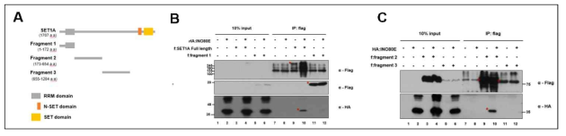 ET1A 복합체 조각과 INO80E 크로마틴 리모델러 복합체 간의 결합 분석. (A) 결합에 사용한 SET1A 조각 모식도 (B) HA:INO80E와 FLAG:SET1A 조각들의 결합 분석
