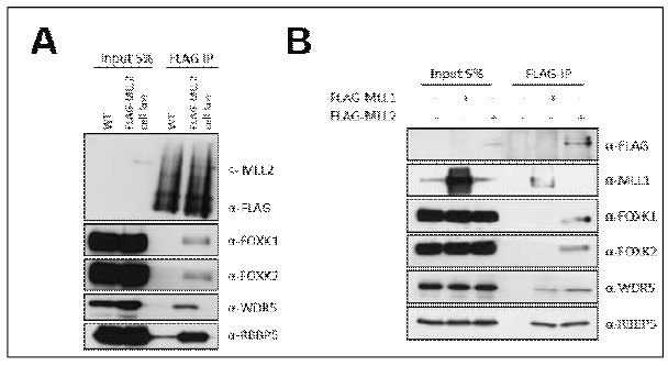 MLL2와 FOXK1, FOXK2의 결합 확인. (A) FLAG-MLL2 발현 세포주에서 면역침강 통한 FOXK1과 FOXK2 결합 검증. (B) MLL1과 MLL2의 FOXK1, FOXK2 결합 비교