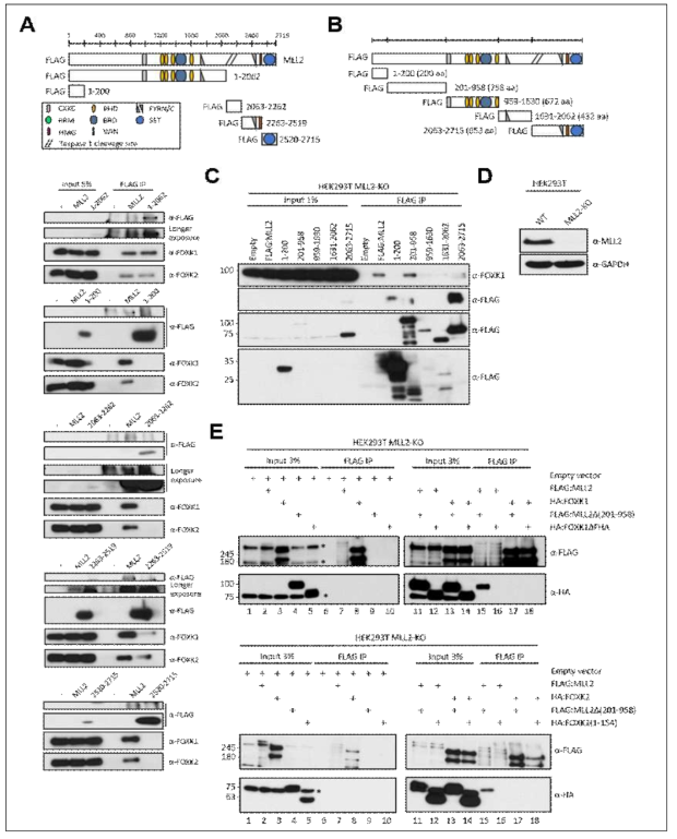 MLL2와 FOXK1, FOXK2 의 결합 부위. (A) MLL2의 부분 단백질들의 구조 도식과 부분 단백질을 이용한 FOXK1, FOXK2 결합 부위 선별. (B) MLL2의 아미노 종결부의 부분 단백질 구조 도식. (C) (B)의 MLL2 부분 단백질을 이용한 FOXK1, FOXK2 결합 부위 선별. (D) MLL2 녹아웃 세포주 확인. (E, F) MLL2의 MLL2(201-958) 제거 돌연변이 구조와 FOXK1, FOXK2의 FHA 도메인의 제거 돌연변이 구조를 이용한 단백질 결합 검증