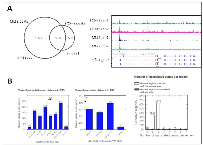 ENCODE 프로젝트의 MLL2, FOXK2 ChIP-seq 분석. (A) MLL2의 ChIP-seq 데이터(GSM25274321, GSM2527432) 와 FOXK2의 ChIP-seq 데이터(GSM2423118, GSM2423119)에서 두 단백질 분포의 벤다이어그램과 HIF1a 유전자 프로모터 예시. (B) MLL2 와 FOXK2의 동일 위치 부분(n=3500)의 유전체 상 분포