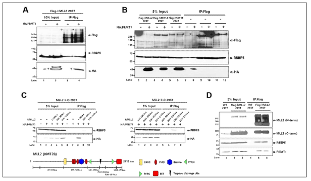 인간세포 MLL2와 PRMT1 단백질 결합. (A) FLAG-MLL2 단백질 발현 세포주를 이용한 MLL2와 HA-PRMT1 단백질의 공동면역침전 분석. (B) FLAG-SET1A, FLAG-SET1B와 FLAG-MLL2 단백질 발현 세포주를 이용한 HA-PRMT1 단백질의 공동면역침전 분석. (C) FLAG-MLL2 단백질 단편들과 HA-PRMT1 단백질을 발현시킨 MLL2 녹아웃 세포주를 이용한 공동면역침전 분석 (위), MLL2 단백질 단편 모식도 (아래). (D) FLAG-MLL2 단백질 발현 세포주를 이용한 MLL2 단백질과 endogenous PRMT1 단백질의 공동면역침전 분석