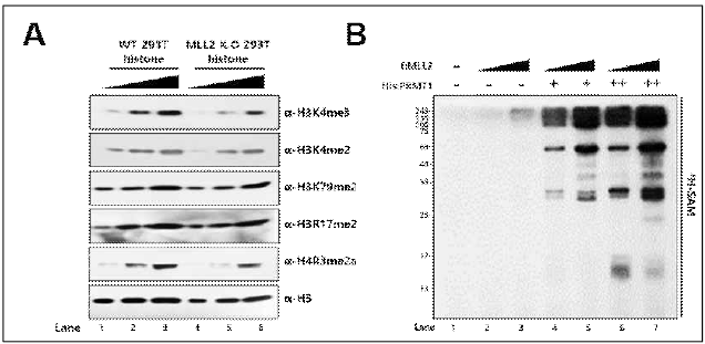 인간세포 MLL2, PRMT1 상호작용에 의한 단백질 메틸화 확인. (A) MLL2 녹아웃 세포주에서 정제된 히스톤의 메틸화 수준 비교 웨스턴 블롯. (B) 순수 정제된 MLL2 단백질 복합체와 PRMT1 단백질을 사용한 in vitro 메틸화 분석