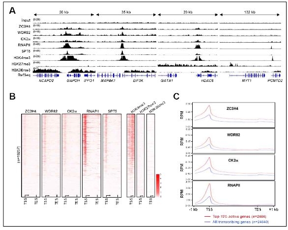 크로마틴 상에서 ZWC 복합체의 위치. (A, B) ZWC 복합체의 구성인자, RNAPII, SPT5, 히스톤 변형들에 대한 크로마틴 면역 침강 시퀀싱 결과. (A) 스냅샷 그림 또는 (B) 히트맵 그림으로 결과를 나타냄. (C) 유전자 발현 정도에 따른 ZWC 복합체 구성인자의 분포 분석
