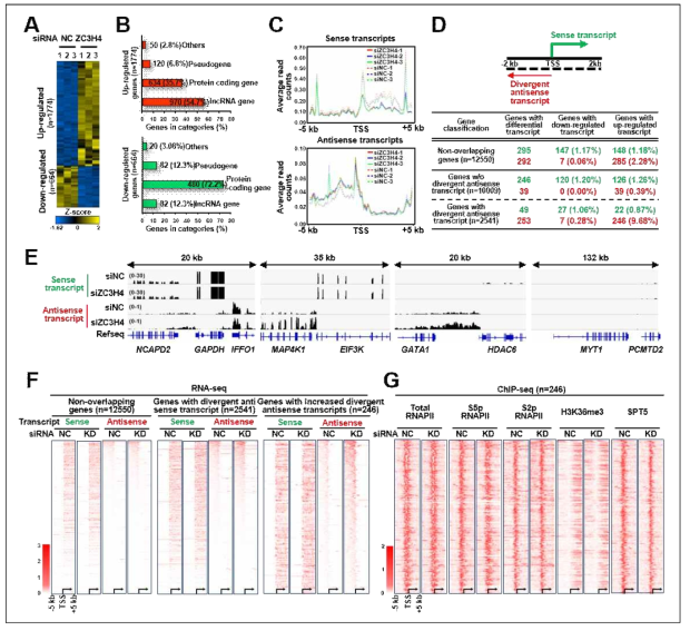 안티센스 전사 조절에서 ZC3H4의 역할 규명. (A) ZC3H4를 knockdown 한 이후 유전자 발현의 변화를 분석한 RNA 시퀀싱 결과. (B) ZC3H4를 없앴을 때 발현이 증가, 또는 감소한 유전자들의 유형 분석. (C) ZC3H4가 없을 때 발현이 감소하는 유전자들에 대해 전사 방향을 구분하여 분석한 RNA 시퀀싱 결과. (D) 전체 게놈의 서로 겹치지 않는 유전자들을 대상으로 전사 방향을 구분하여 분석한 RNA 시퀀싱 결과. (E, F) 전사 방향을 구분하여 수행한 RNA 시퀀싱 결과. (E) 스냅샷 그림 또는 (F) 히트맵 그림으로 표현함. (G) 발산 안티센스 전사가 늘어난 유전자들을 대상으로 분석한 크로마틴 면역 침강 시퀀싱