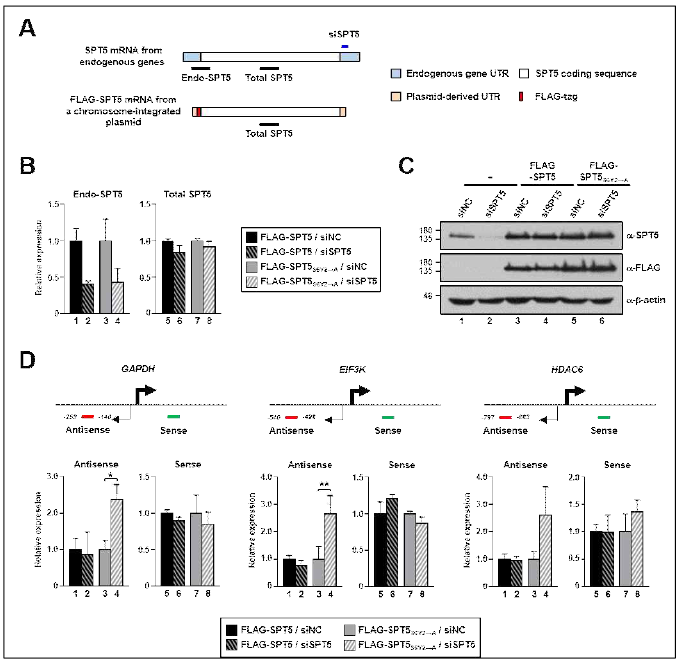 SPT5의 N-말단 인산화에 의한 발산 안티센스 전사 조절 규명. (A) 야생형 또는 S6Y2→A 돌연변이 FLAG-SPT5를 발현하는 세포주 시스템 모식도. SPT5의 siRNA가 endogenous SPT5만 knockdown 하도록 디자인됨. (B) Endogenous SPT5와 전체 SPT5의 mRNA의 양을 측정한 RT-qPCR 분석 결과 (C) Endogenous SPT5와 전체 SPT5의 단백질량을 항체로 측정한 결과. (D) Endogenous SPT5가 없어졌을 때, 표적 유전자의 센스, 또는 발산 안티센스 전사의 변화를 측정한 RT-qPCR 분석