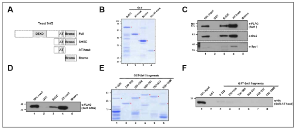 Set1 복합체와 Snf2의 결합. (A) Snf2 단백질의 도메인과 조각 모식도. (B) 순수 정제한 Snf2 단백질 조각. (C) Set1 복합체와 Snf2의 in vitro 단백질 결합 분석. (D) Set1 C762 복합체와 Snf2의 in vitro 단백질 결합 분석. (E) 순수 정제한 Set1 단백질 조각. (F) Snf2 AT-hook 조각과 Set1 조각들의 in vitro 단백질 결합 분석
