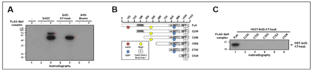 Set1 복합체에 의한 Snf2 메틸화. (A) Set1 단백질에 의한 Snf2 조각의 in vitro 메틸화 분석. (B) 다양한 길이의 Set1 조각을 포함한 Set1 복합체 모식도. (C) 다양한 길이의 Set1 조각을 포함한 Set1 복합체에 의한 Snf2 단백질의 in vitro 메틸화 분석