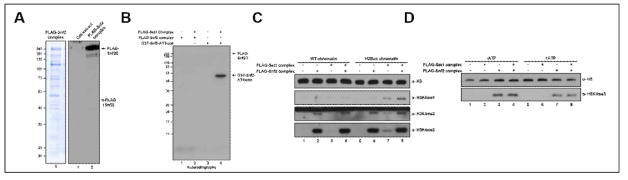 Swi/Snf 복합체에 의한 Set1 복합체의 활성 변화. (A) FLAG-Snf2 발현 효모를 사용한 Swi/Snf 복합체의 순수 정제. (B) 순수 정제한 Swi/Snf 복합체와 Set1 복합체를 사용한 in vitro 메틸화 분석. (C) 재조합 크로마틴을 기질로 한 in vitro 메틸화 분석. (D) Swi/Snf 복합체와 ATP의 유무에 따른 Set1 복합체의 메틸화 활성 변화 분석