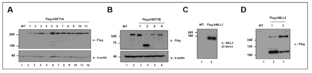 FLAG-SET1A, FLAG-SET1B, FLAG-MLL1과 FLAG-MLL2 세포주 제작. (A) FLAG-SET1A 발현 HEK293T 세포주 선별. (B) FLAG-SET1B 발현 HEK293T 세포주 선별. (C) FLAG-MLL1 발현 HEK293T 세포주 선별. (D) FLAG-MLL2 발현 HEK293T 세포주 선별