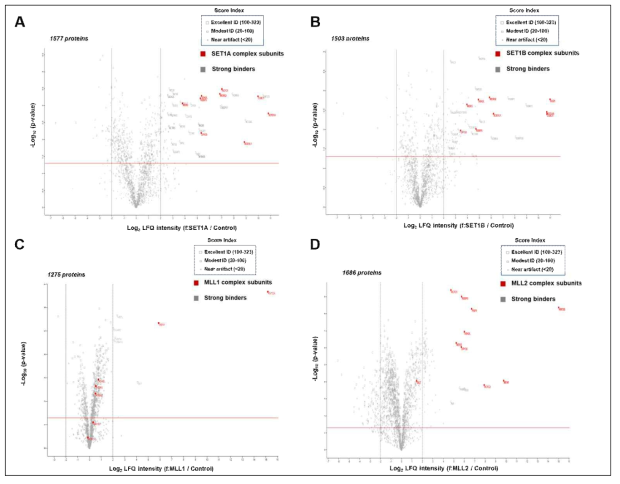 FLAG:SET1A, FLAG:SET1B, FLAG:MLL1과 FLAG:MLL2 세포주들을 이용한 IP-MS 화산 플롯 (volcano plot). (A) FLAG:SET1A 세포주의 volcano plot. (B) FLAG:SET1B 세포주의 volcano plot. (C) FLAG:MLL1 세포주의 volcano plot. (D) FLAG:MLL2 세포주의 volcano plot. 각각의 복합체를 이루는 구성인자들은 빨간색으로, 강한 결합을 보이는 결합후보 단백질들은 회색으로 표시하였음