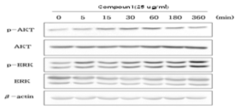 Time-dependent effect of compound 1 of Irpex hydnoides (IHMH) on AKT and ERK-dependent signaling in Melan-a cells