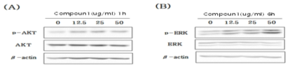 Dose-dependent effect of compound 1 on AKT and MAPK-dependent signaling in Melan-a cells