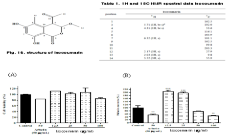 Effect of isocoumarin on Melanin contents in Melan-a cells