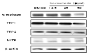 The effect of isocoumarin on melanogenesis-related proteins in Melan-a cells