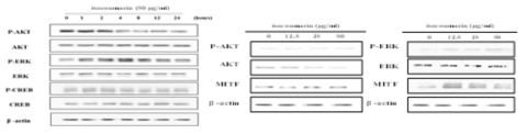 Effect of isocoumarin on AKT and MAPK-dependent signaling in Melan-a cells