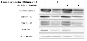 Effect of isocoumarin on melanogenesis-related proteins in U0126 treated Melan-a cells