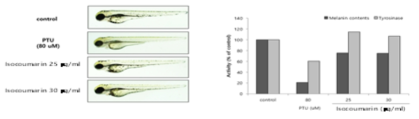 Effect of isocoumarin on melanogenesis in zebrafish