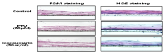 Effect of skin whitening on isocoumarin in the pigmented 3D huma skin epidermis model,(A) Melanin pigment on the 3D skin model was visualized by Fontana-Masson staining. (B) effects on histology of the 3D skin model were evaluated by Hematoxylin&eosin staining