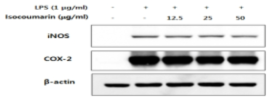 The effect of compound 1 on COX-2 and iNOS proteins in Raw 264.7 cells