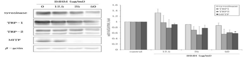 The effect of mycelium hexane extract of Irpex hydnoides on melanogenesis-related proteins and mRNA level in Melan-a cells