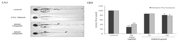 The effect of mycelium hexane extract of Irpex hydnoides on melanogenesis in zebrafish