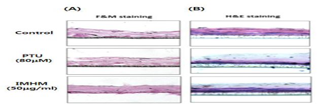 The mycelium hexane extract of Irpex hydnoides induces skin whitening in the pigmented 3D huma skin epidermis model,(A) Melanin pigment on the 3D skin model was visualized by Fontana-Masson staining. (B) effects on histology of the 3D skin model were evaluated by Hematoxylin&eosin staining