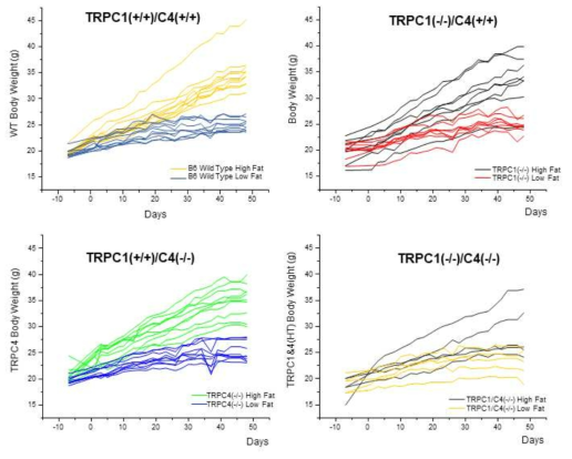 TRPC Knock out mice의 고지질 식이에 따른 체중변화