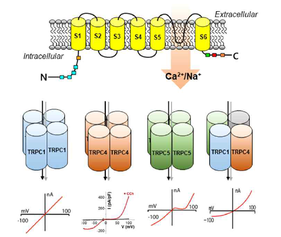 TRPC channel 아형간 이형합체의 형성과 전기생리학적 차이