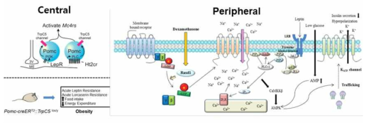 TRPC channel은 대사조절기능